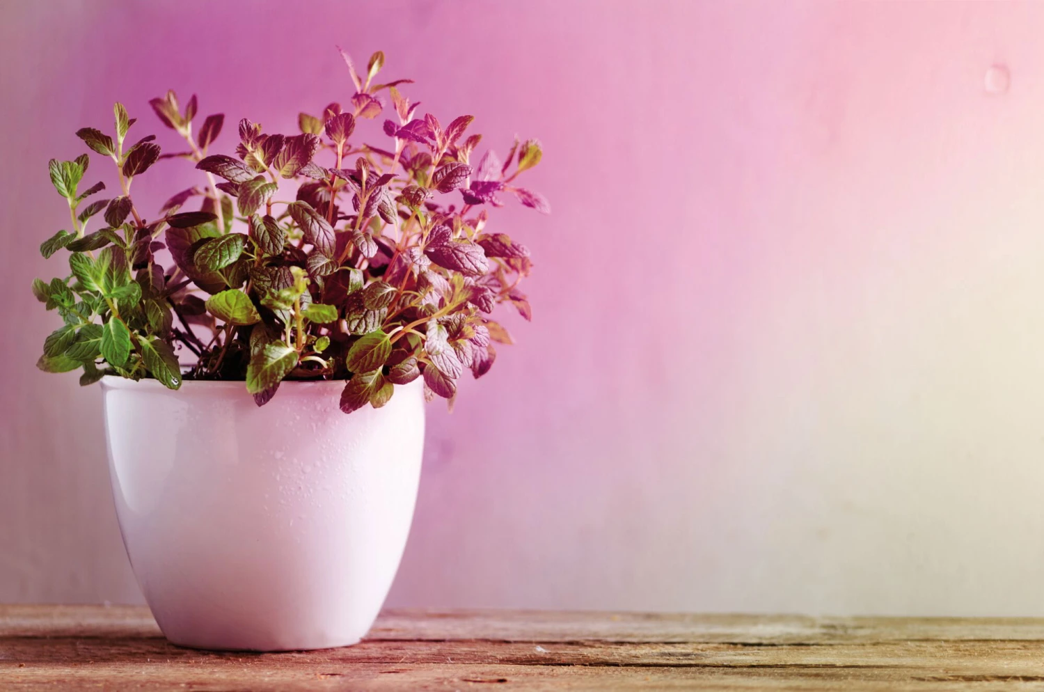 Paulmann Grow Green Edition Filament 230V LED Reflektor E14 R50 100lm 4W 1300K Silber – Bild 2